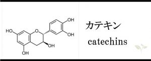 catechins-b1